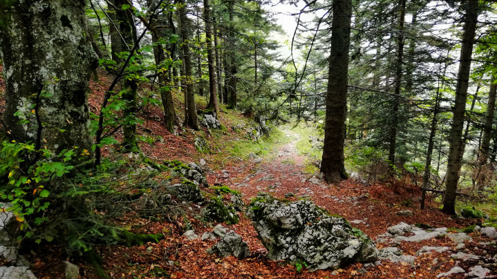 forêt domaniale d'exception du massif de la  chartreuse