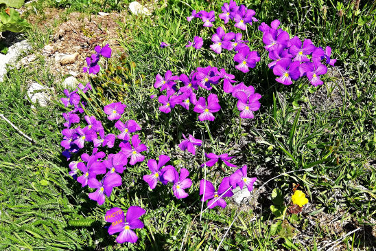Flore du massif de la chartreuse