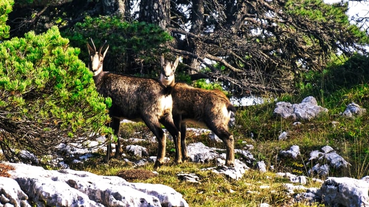 Chamois massif de la Chartreuse