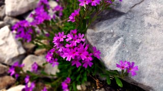 Flore du massif de Chartreuse Alpes 